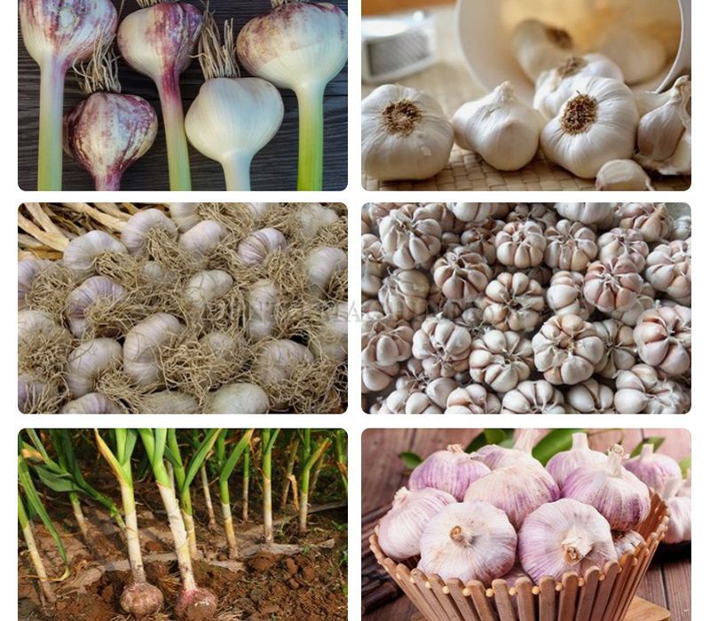 Garlic Root Cutting Equipment001