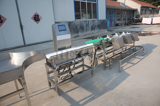 Automatic Commercial Chicken Grader Machine