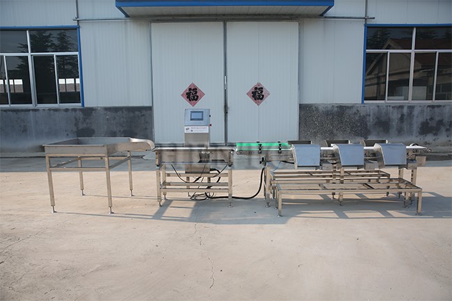 Industrial Chicken Grading Machine