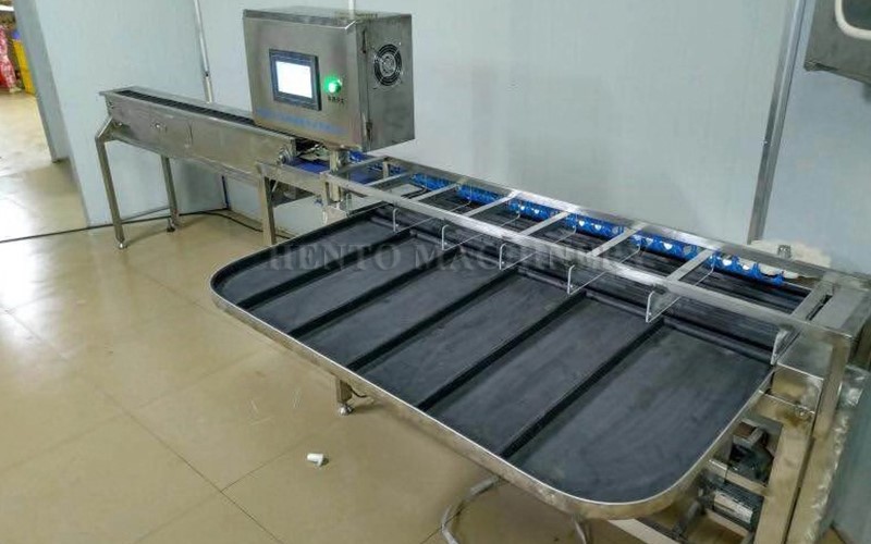 Chicken Egg Sorting Machine3 Chicken Egg Sorting Machine3