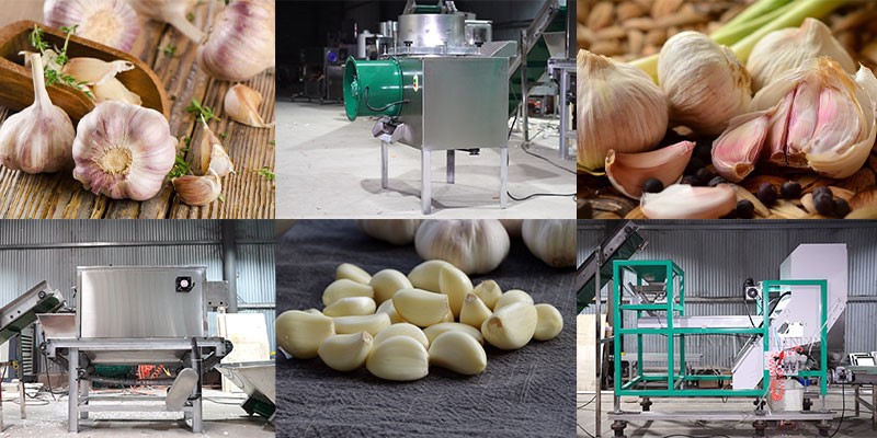 garlic color sorter 5 garlic color sorter 5