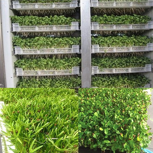 Bean Sprout Maker Machine 2