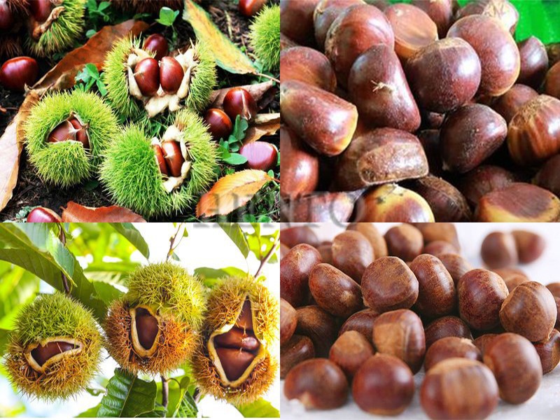 Chinese Chestnut