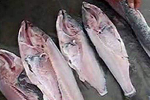 fish processing plant