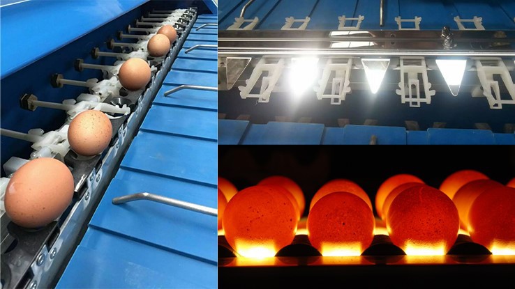 Egg Grader Machine Egg Grader Machine