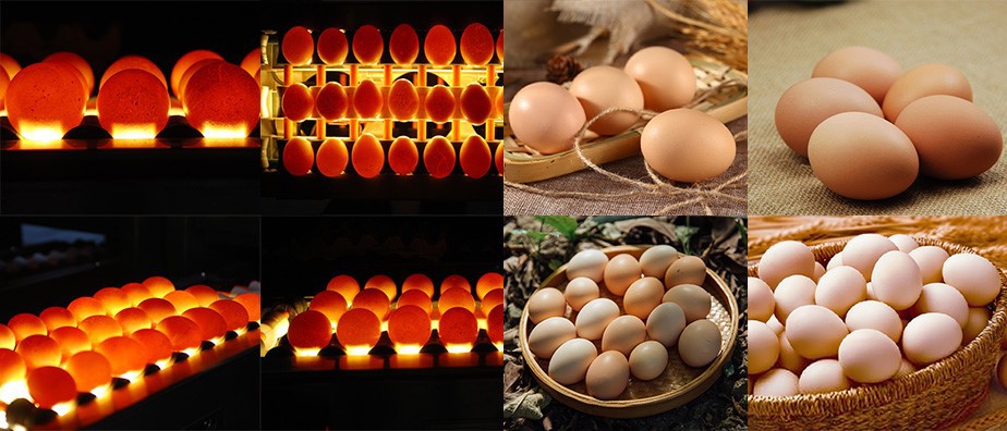 Egg Grading Machine 01