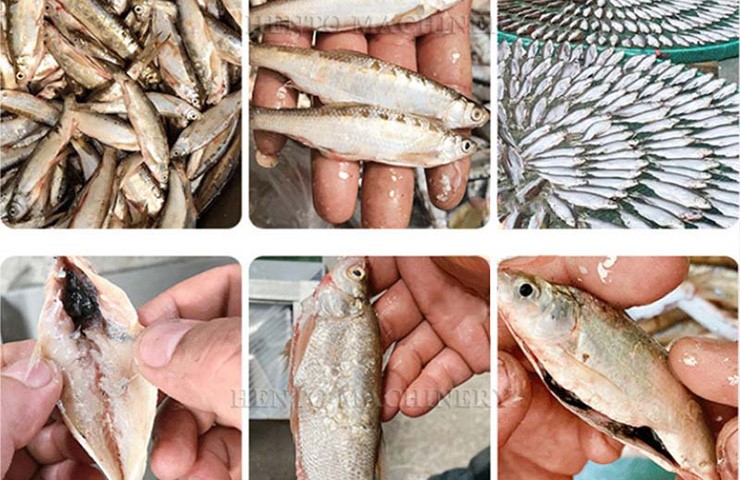 Fish Cleaning Machine Fish Cleaning Machine