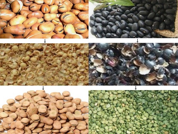 Broad Bean Peeler Broad Bean Peeler