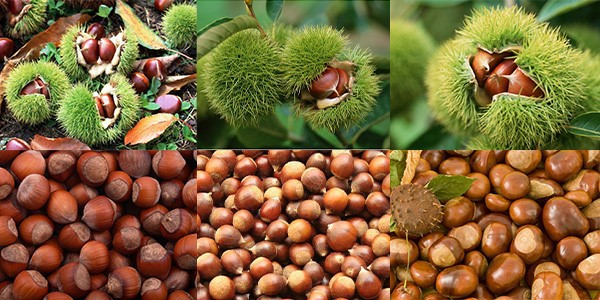 Chestnut Sheller Chestnut Sheller