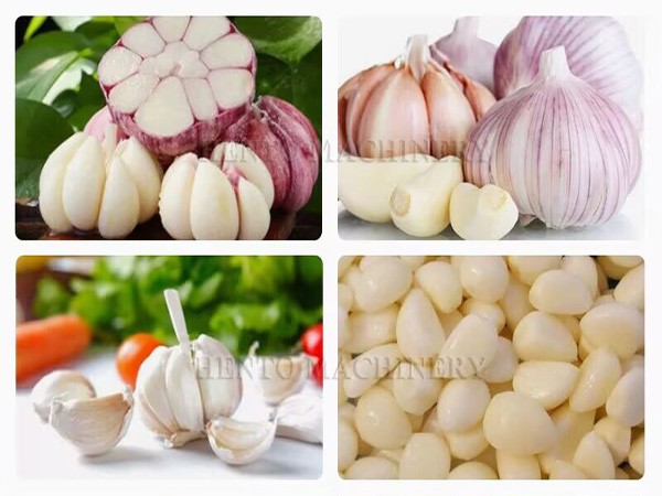 Garlic Production Line