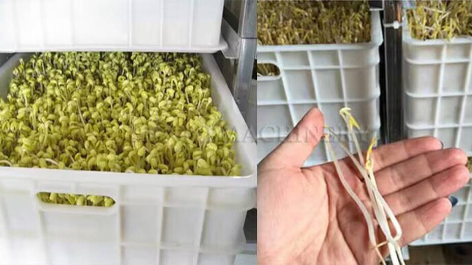 Soybean Sprouting Machine Soybean Sprouting Machine