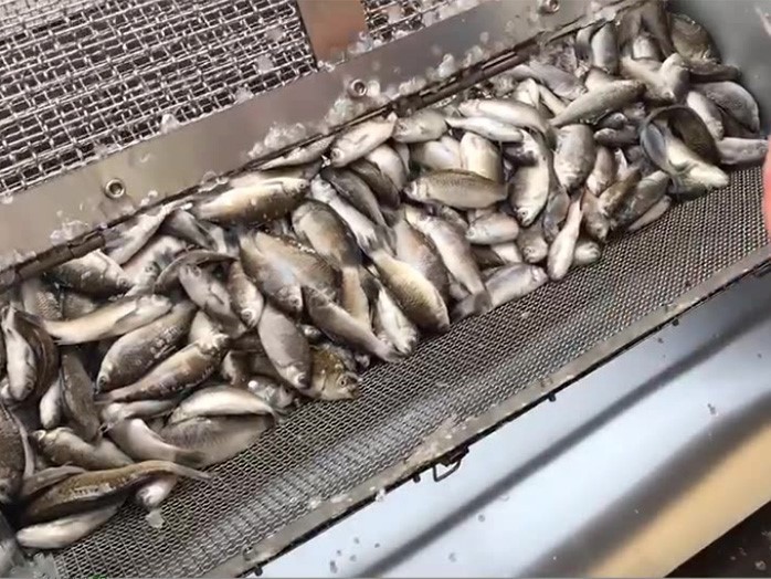 Fish scale removal machine