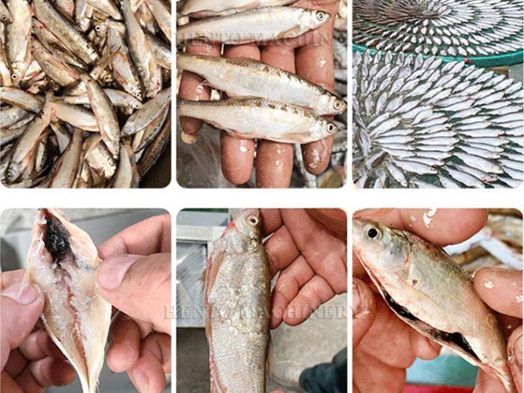 Fish Guts Removing Machine Fish Guts Removing Machine