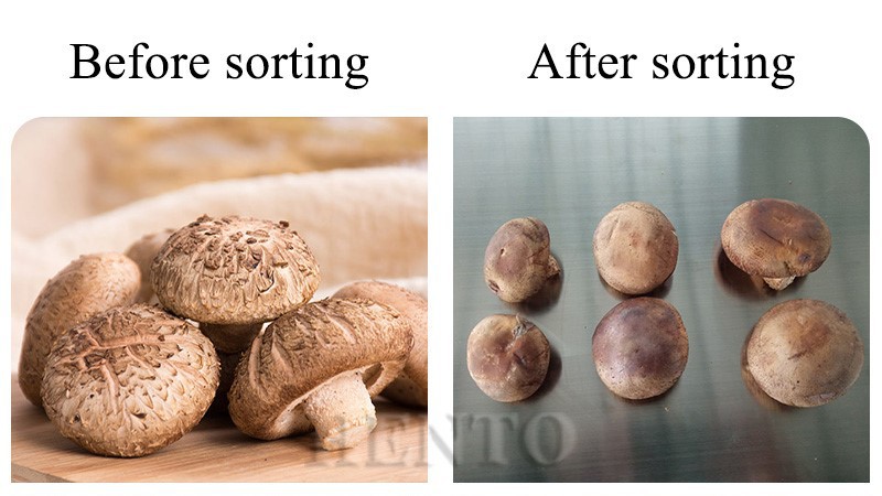 Mushroom Automatic Sorting