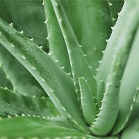 Aloe Vera Processing Plant
