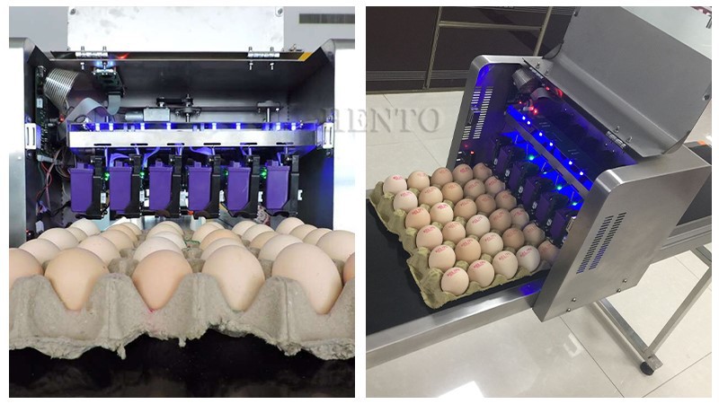 Printers For Eggs Printers For Eggs