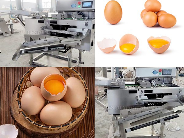 Egg Yolk Separator
